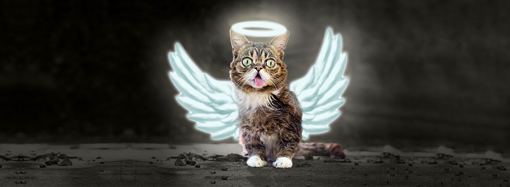 The Most Famous Instagram Cat Lil Bub Left This World After Grumpy Cat